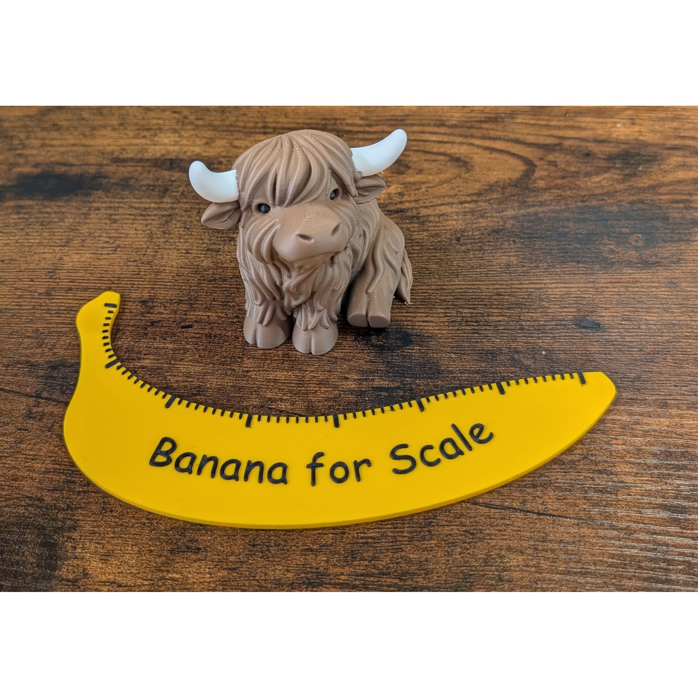 Sitting Highland Cow